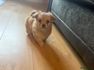 Maltipom dogs Maltipoms - Advert 4