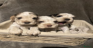 Cocker Spaniel dogs - Advert 2