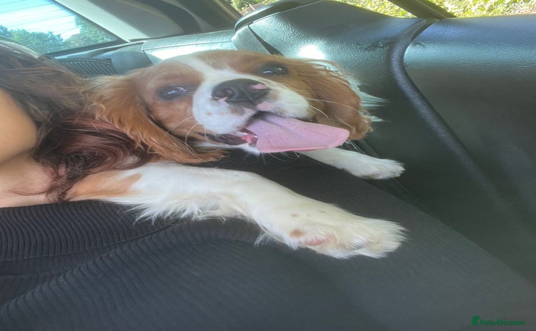 Cavalier King Charles Spaniel dogs - Advert 8