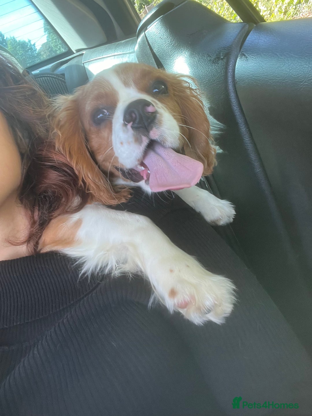 Cavalier King Charles Spaniel dogs for sale: Cavalier King Charles Boy for sale - Image 1