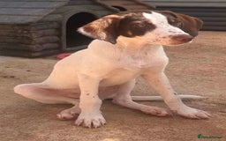 Mixed Breed dogs for adoption: Marcus needs a loving home  - Image 3