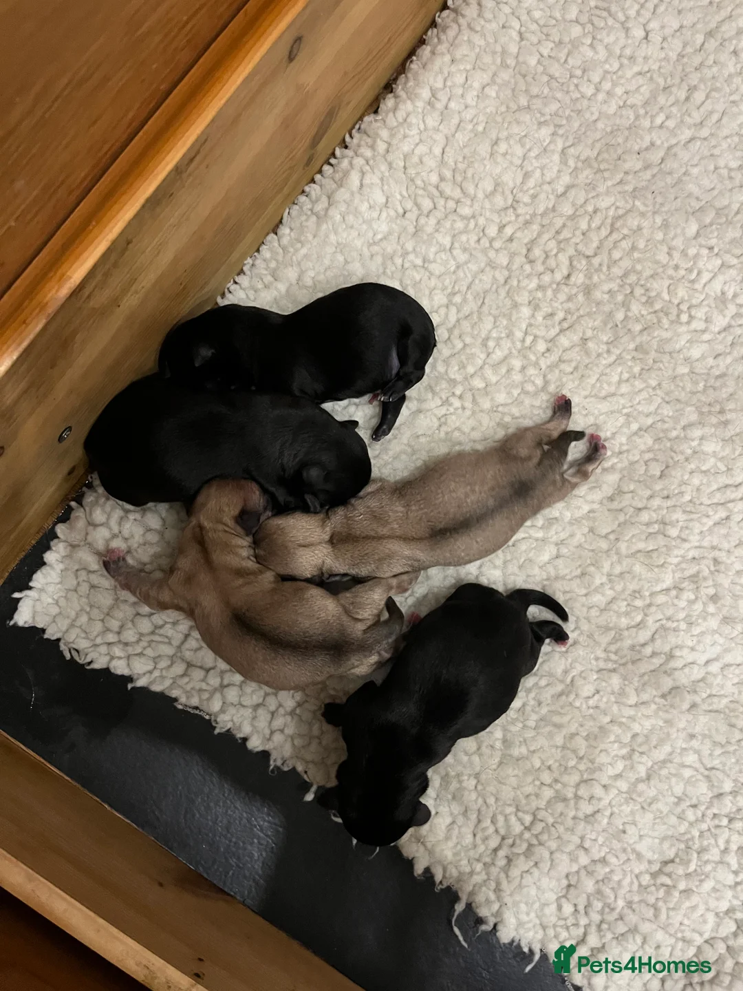 Mixed Breed dogs for sale: Malchi pups available  - Advert 11