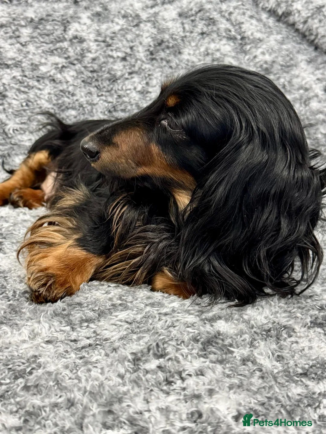 Miniature Dachshund dogs for sale: Beautiful miniature dachshund female  - Advert 6