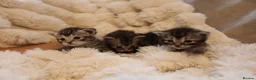 Mixed Breed cats for sale: Adorable mixed kittens for sale - Advert 14