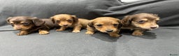 Miniature Dachshund dogs for sale: Quality KC Registered Mini Long-Haired Dachshunds  - Advert 4
