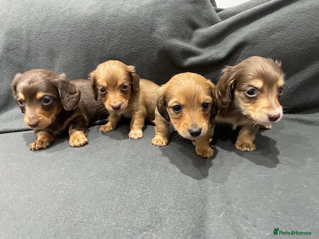 Miniature Dachshund dogs for sale: Quality KC Registered Mini Long-Haired Dachshunds  - Advert 4