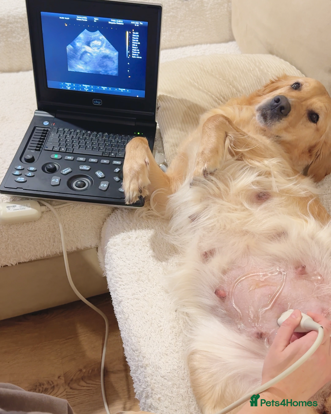 Golden Retriever dogs for sale: 🤍🧸 last puppy girl looking for her forever home - Advert 3