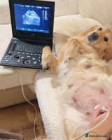 Golden Retriever dogs - Advert 10