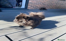 Pomeranian dogs for sale: 2 pomeranian bitches for sale - Image 4