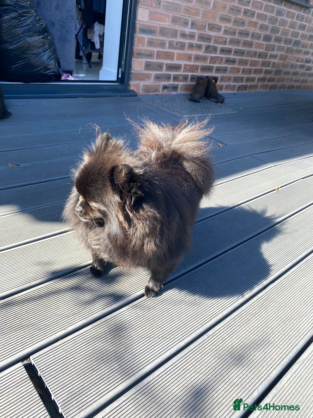 Pomeranian dogs for sale: 2 pomeranian bitches for sale - Image 4
