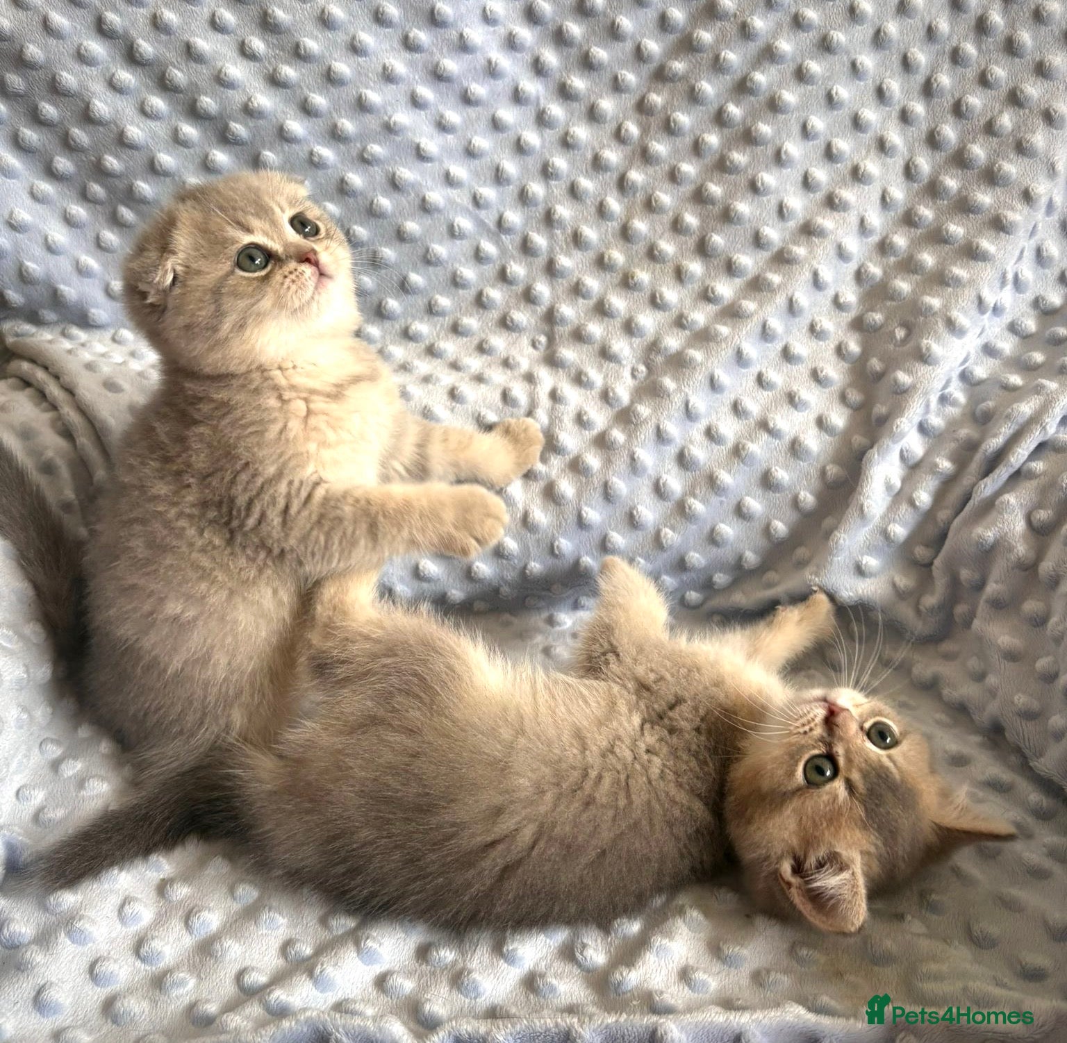 Brazilian Shorthair cats Kittens for sale  - Advert 1