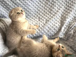 Brazilian Shorthair cats BRS NY12 Scottish folded little ready to going - Advert 6