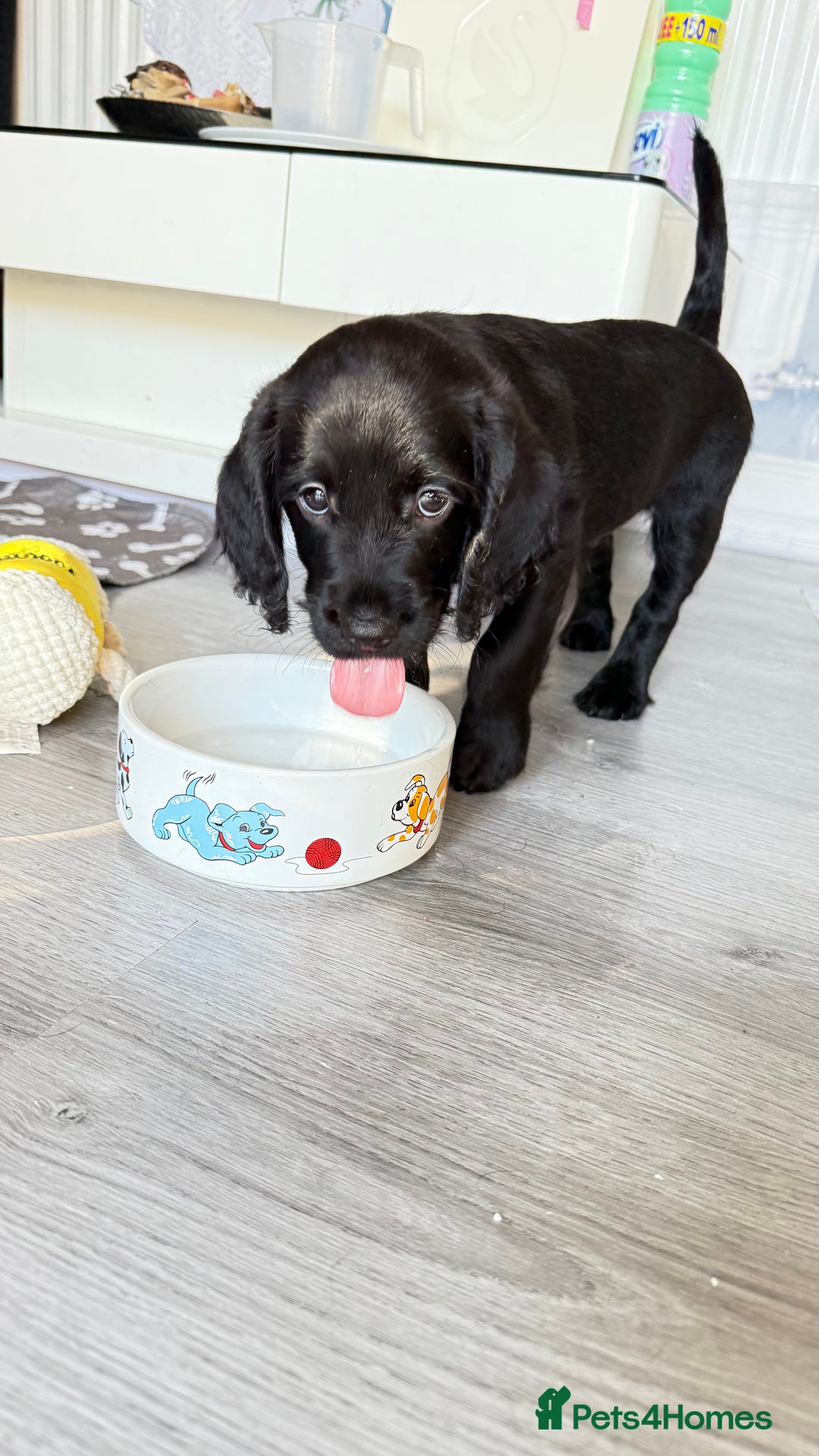 Mixed Breed dogs for sale: Labradoodle cross cockapoo puppy’s  - Image 7