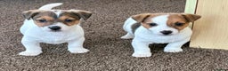 Jack Russell dogs for sale: Miniature Jack Russell Puppies… - Advert 2