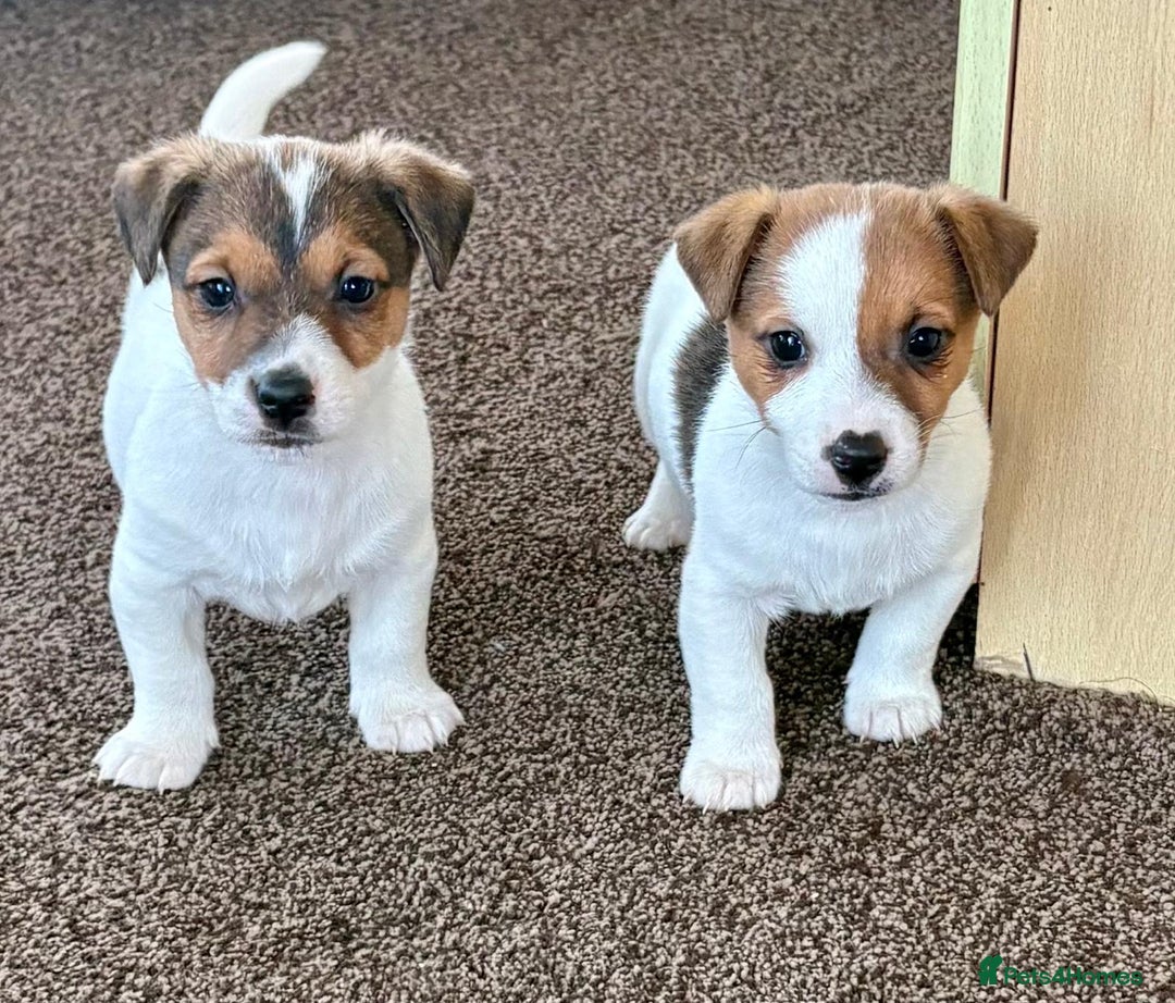 Jack Russell dogs for sale: Miniature Jack Russell Puppies… - Advert 2