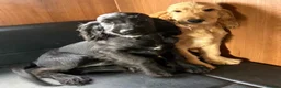 Cocker Spaniel dogs for sale: BEAUTIFUL COCKER SPANIEL PUPPIES  - Advert 4