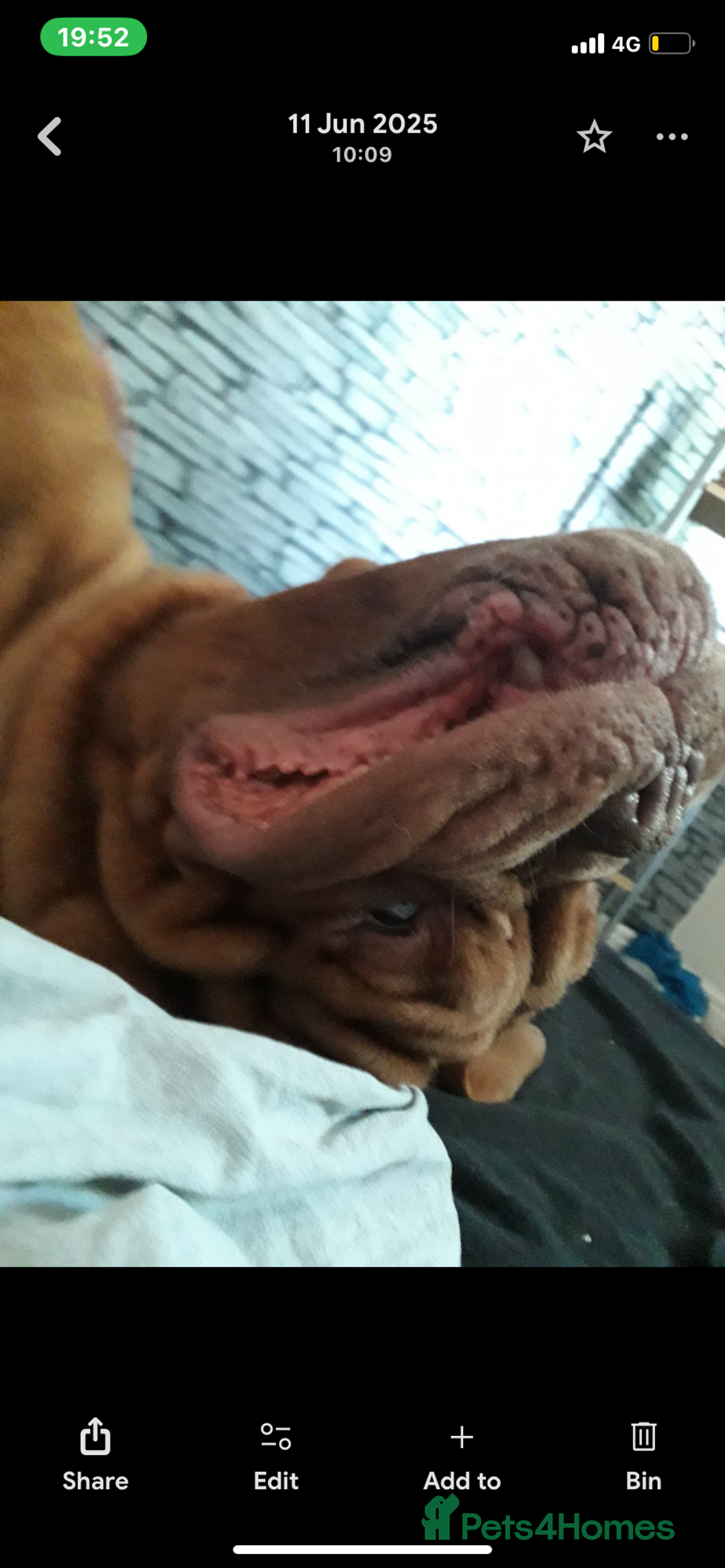 Dogue De Bordeaux dogs for sale: Dogue de bordeaux  - Image 5