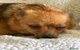 Pomeranian dogs for sale:  Adorable Pomeranian puppies  - Image 20