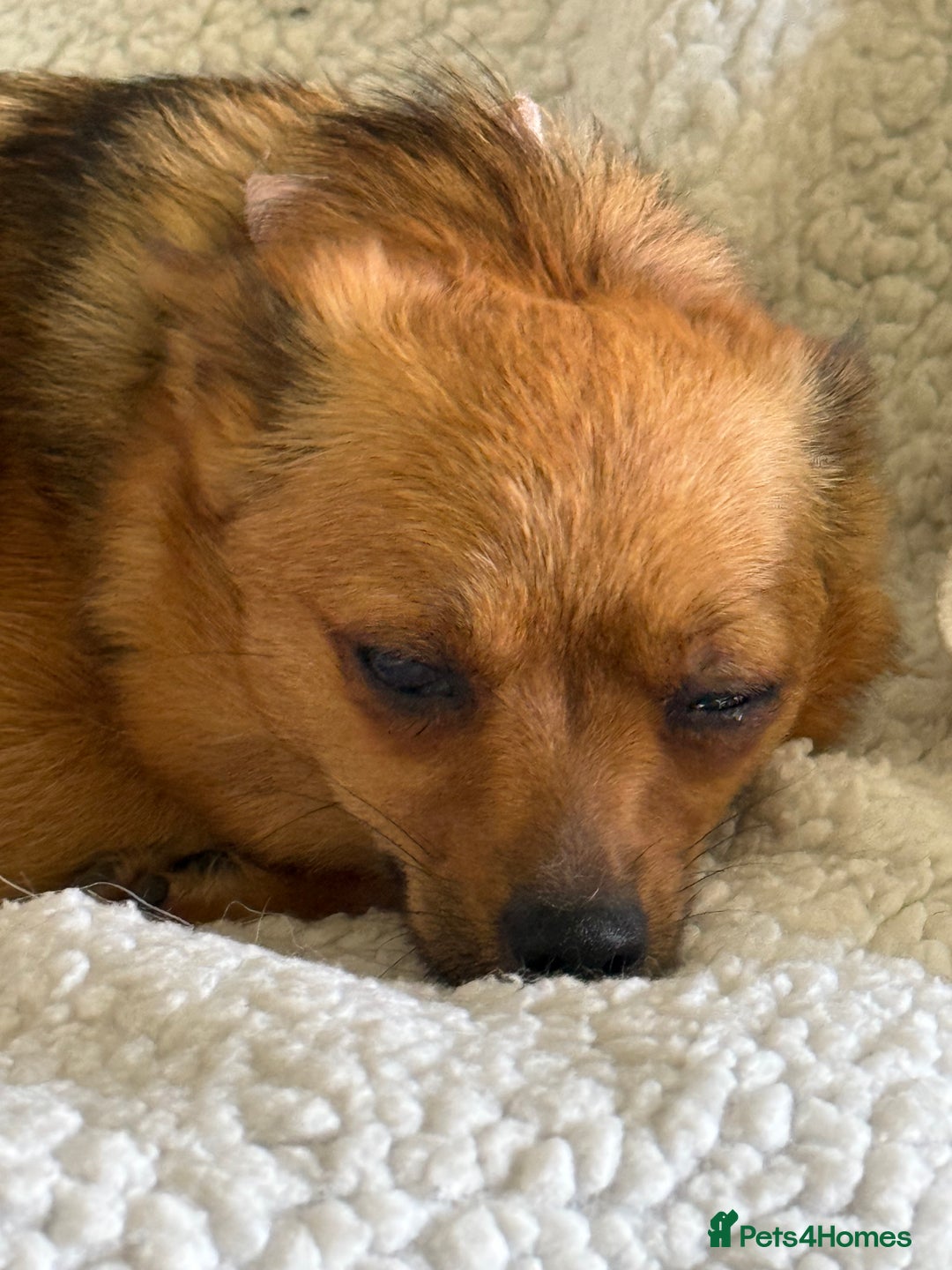 Pomeranian dogs for sale:  Adorable Pomeranian puppies  - Image 20
