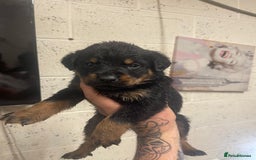 Rottweiler dogs for sale: Rotty/rottweiler puppies - Image 21