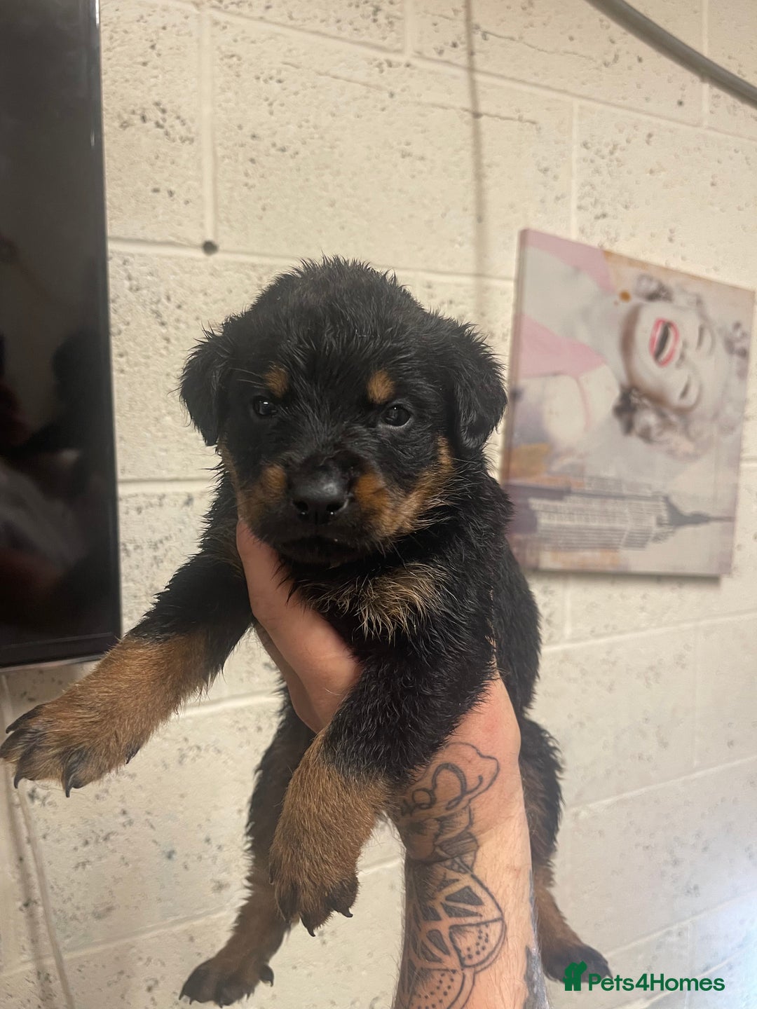 Rottweiler dogs for sale: Rotty/rottweiler puppies - Image 21