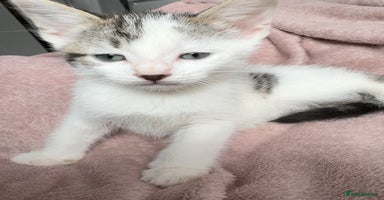 British Shorthair cats - Advert 3