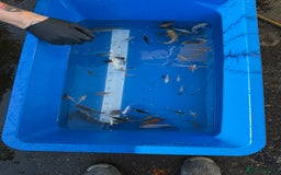 Koi Carp fish for sale: Various koi carp - Image 13