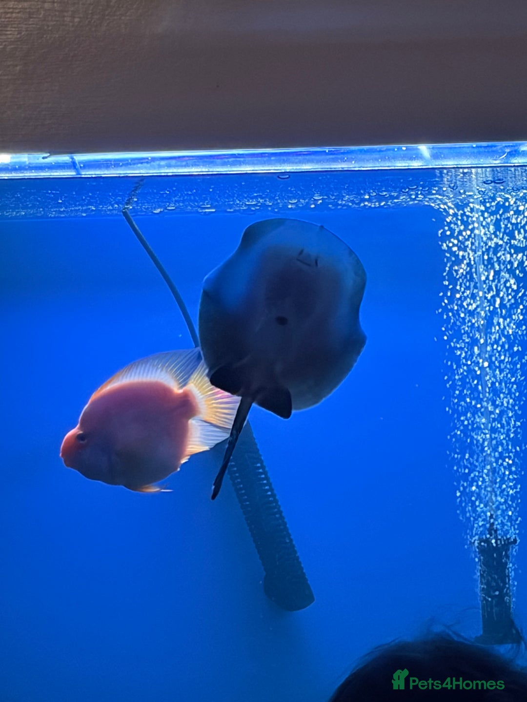 Other/Mixed Breed fish for sale: Stingray/ Turtles/ Fish - Advert 6