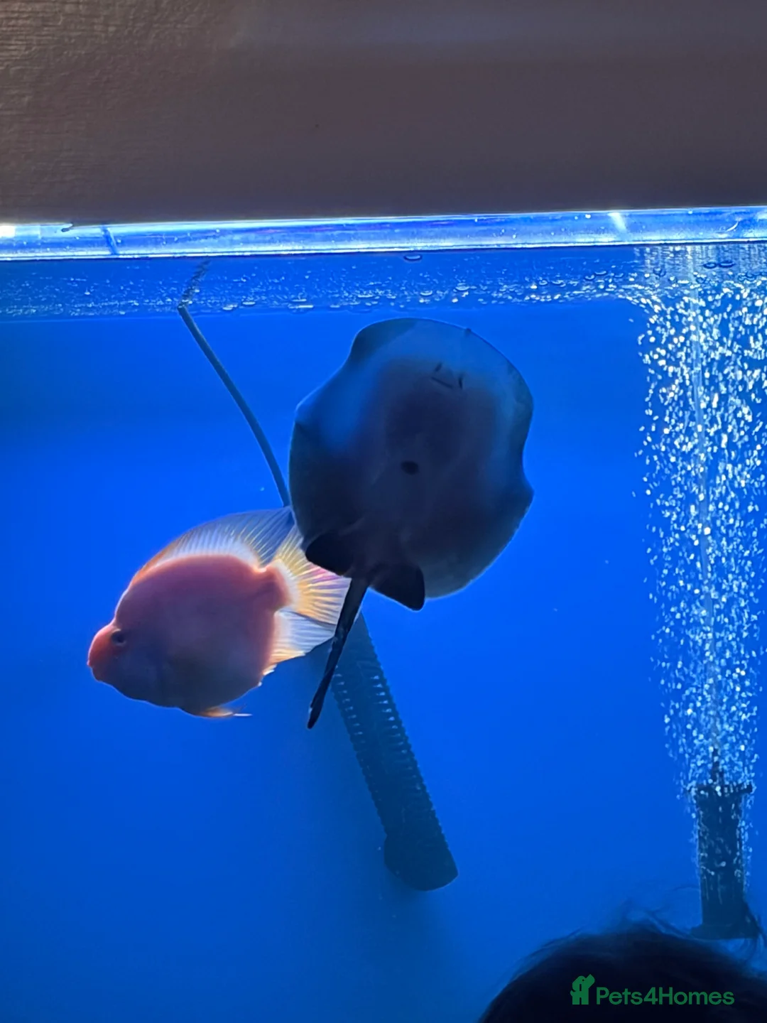 Other/Mixed Breed fish for sale: Stingray/ Turtles/ Fish - Advert 6