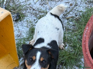 Jack Russell dogs Beautiful sweet Jack Russell girl - Advert 3