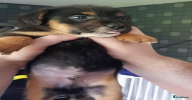 Mixed Breed dogs - Advert 4