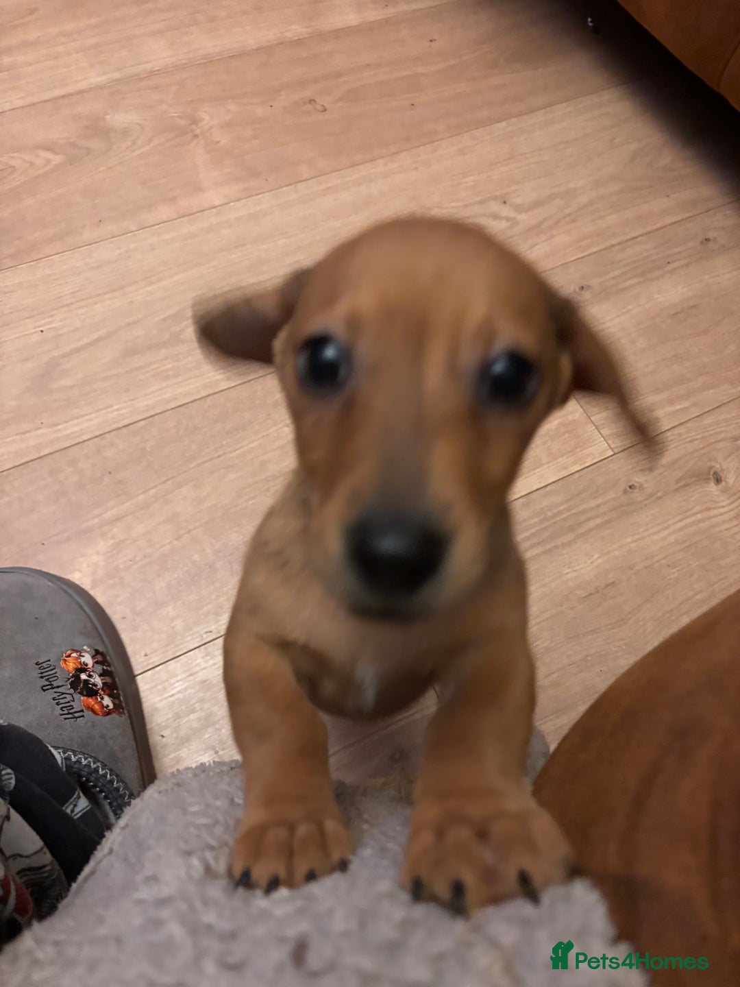 Mixed Breed dogs for sale: Jack russell x dachshund  - Advert 8