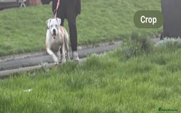 American Bulldog dogs for sale: female american bulldog  - Image 3