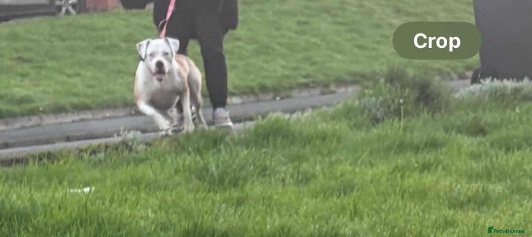 American Bulldog dogs for sale: female american bulldog  - Image 3