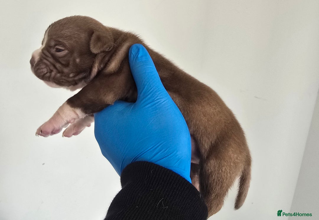 American Bully dogs for sale: Quality pocket/micro bully pups  - Image 9