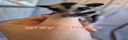 Sugar Glider rodents for sale: Sugar glider joeys ready to reserve  - Advert 3