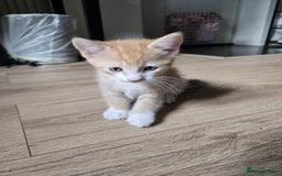 Mixed Breed cats for sale: 4 Playful Male Kittens Ready for Loving Homes! - Image 7