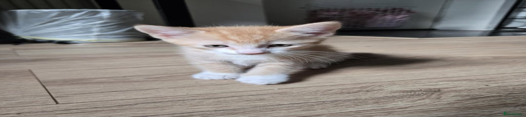 Light Ginger