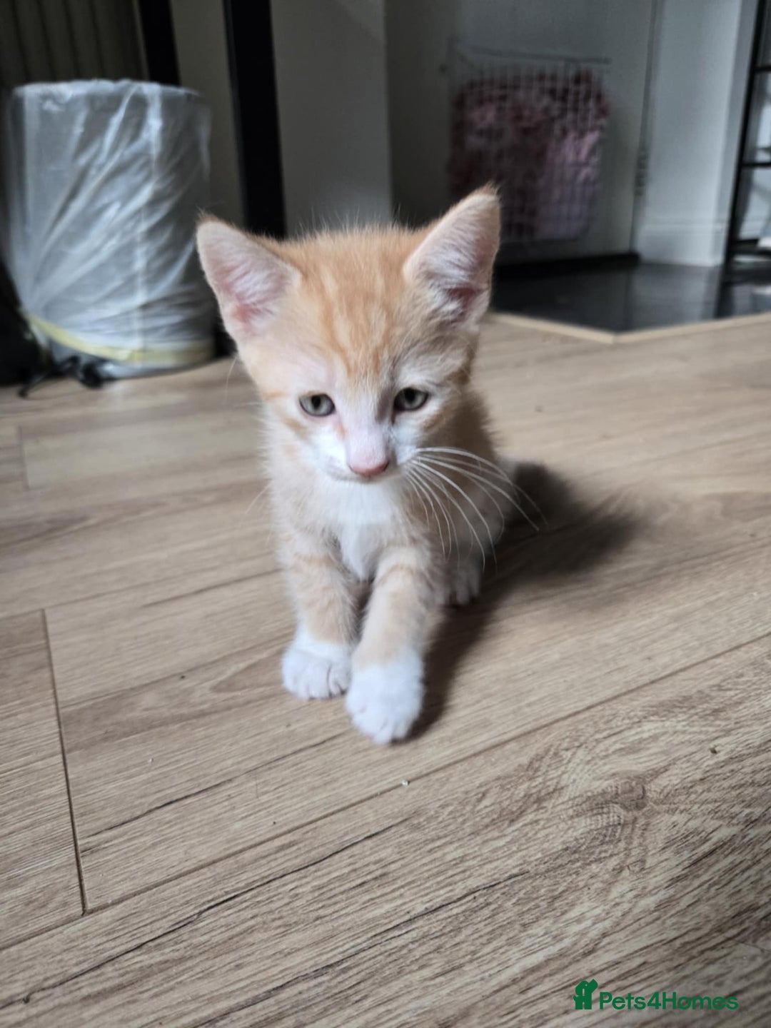Mixed Breed cats for sale: 4 Playful Male Kittens Ready for Loving Homes! - Image 7