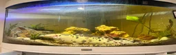 Catfish fish for sale: 19inch walking cat fish (tank closure) - Advert 3