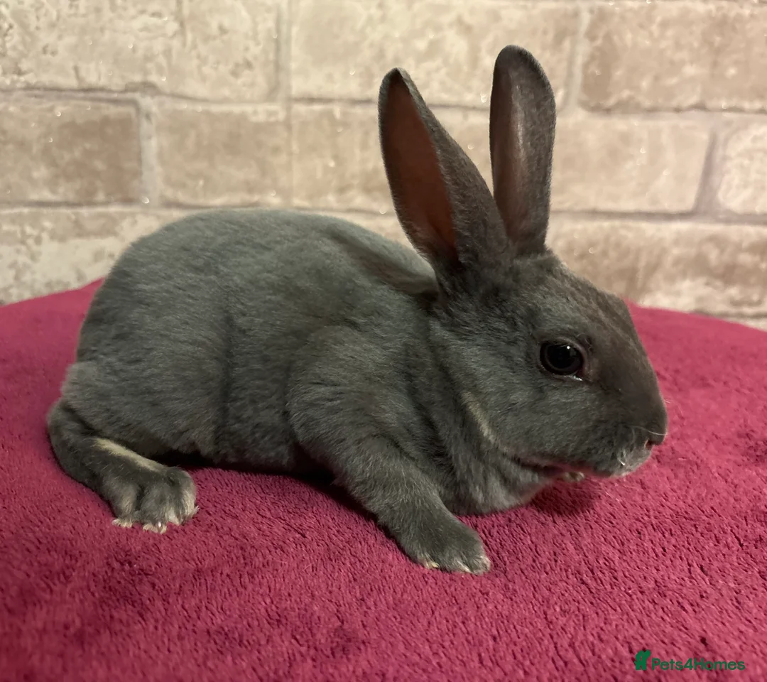 Mini Lop rabbits for sale: Mini Rex and mini lops - Advert 4