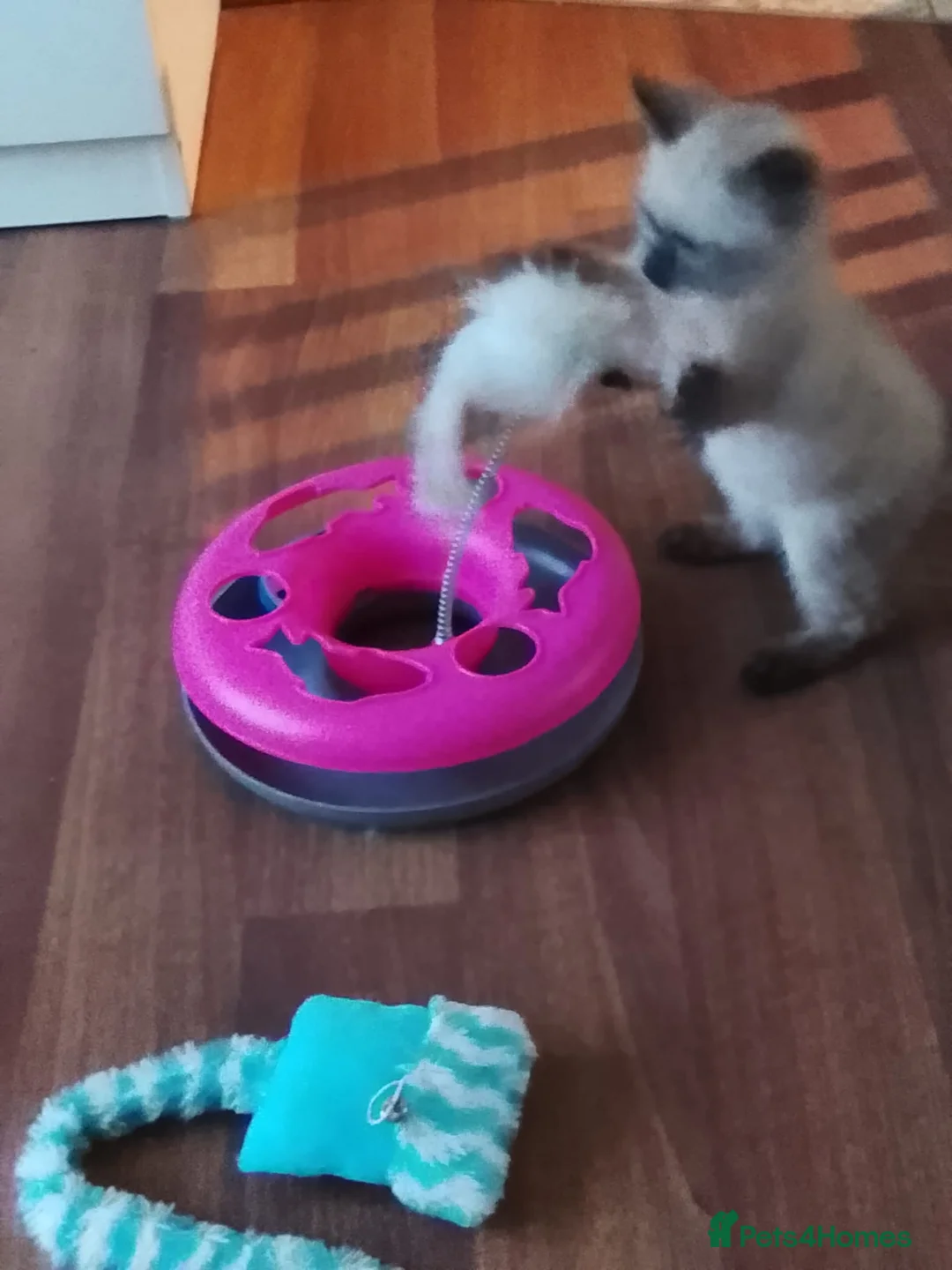 Siamese cats for sale: (1 Left)beautiful Kitten Lokking forever Home 🏡❤️ - Advert 11