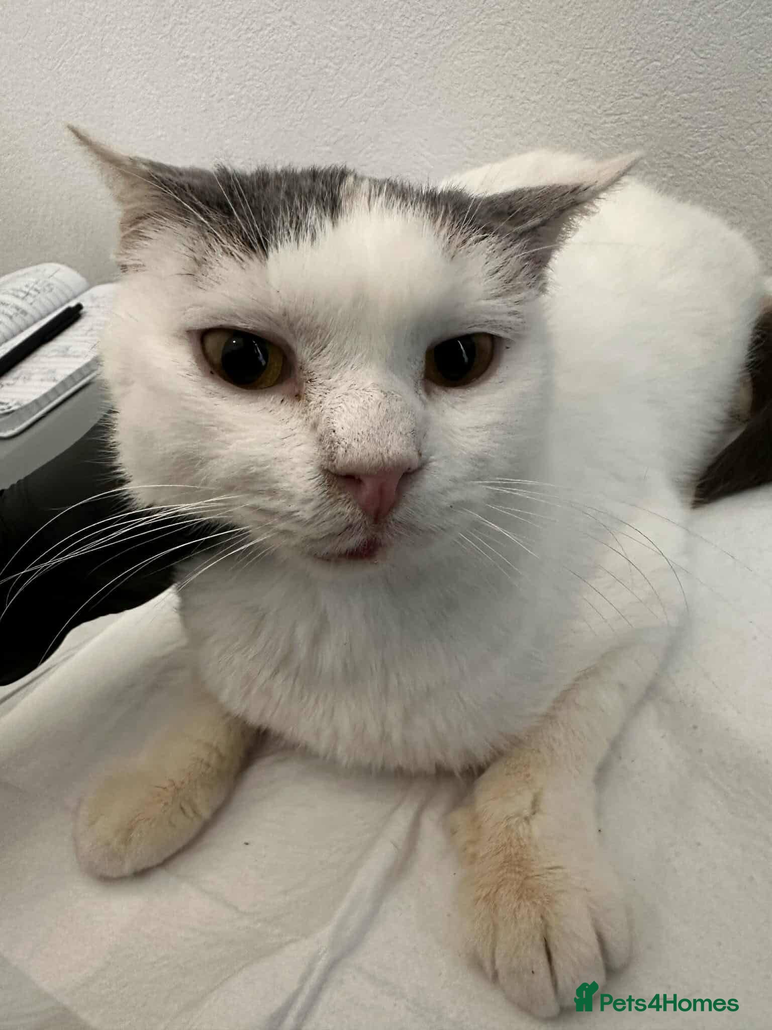 Mixed Breed cats Venus for adoption - Advert 2