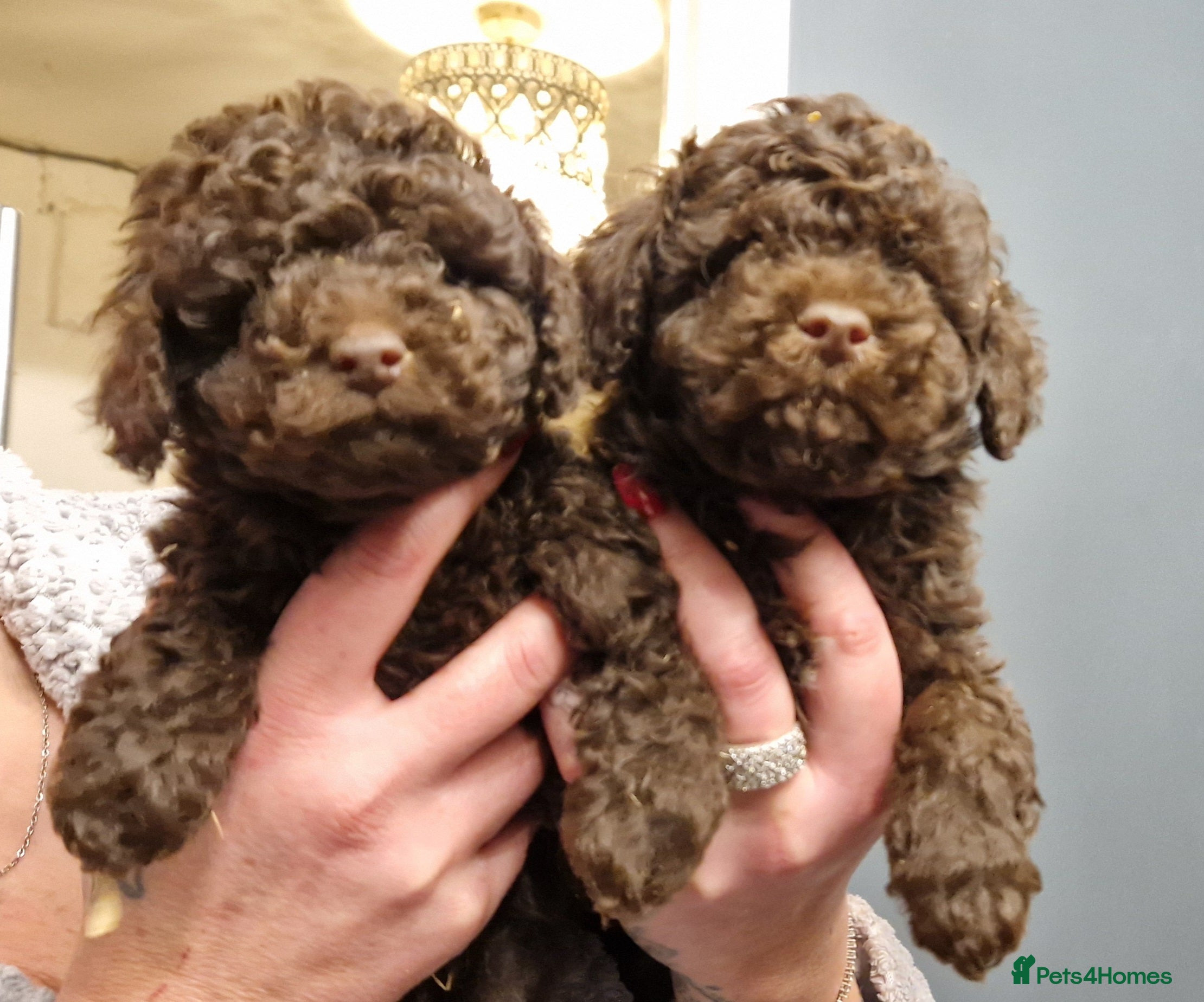 Toy Poodle dogs Purebred Toy Poodles - Advert 10