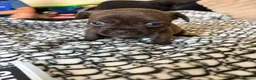 Mixed Breed dogs for sale: Frenchies x Pomeranian puppies - Advert 16