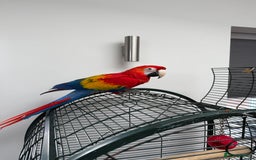 Macaws birds for sale: Scarlet macaw - Image 3