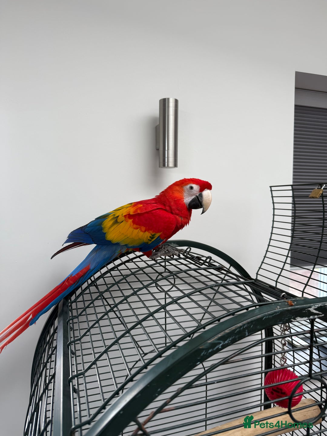 Macaws birds for sale: Scarlet macaw - Image 3