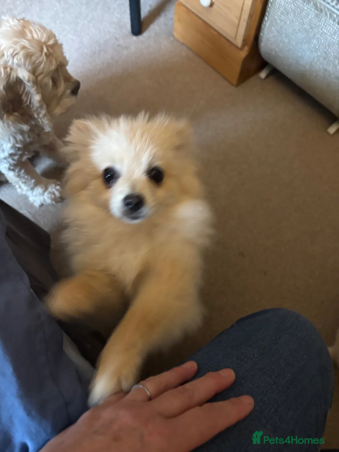 Pomeranian dogs for sale: Dixie beautiful lovely Pomeranian  - Advert 6