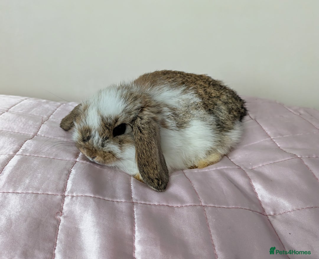 Mini Lop rabbits for sale: Gorgeous Fluffy Purebred Mini Lop bunnies - Image 13