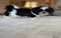 Shih Tzu dogs for sale: AMERICAN IMPERIAL SHIH TZU PUPPIES - Image 17
